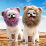 Chapéu Pet Fantasia Leão e Halloween para Cães e Gatos
