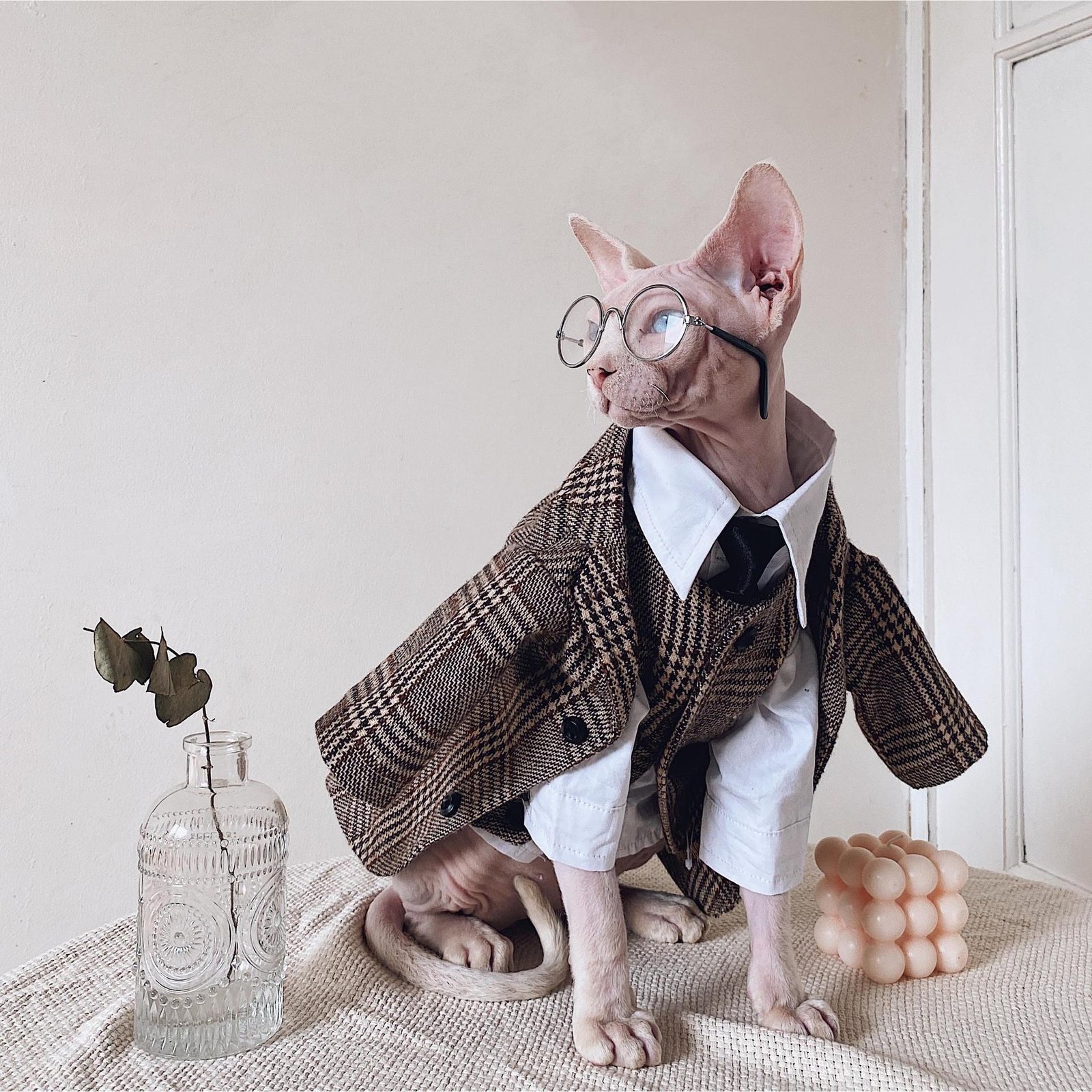 Traje Britânico para Gatos Sem Pelo — Blazer, Colete e Camisa Estilo