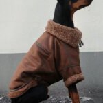 Casaco de Couro com Gola Fleece para Cães Grandes – Jeans e Veludo