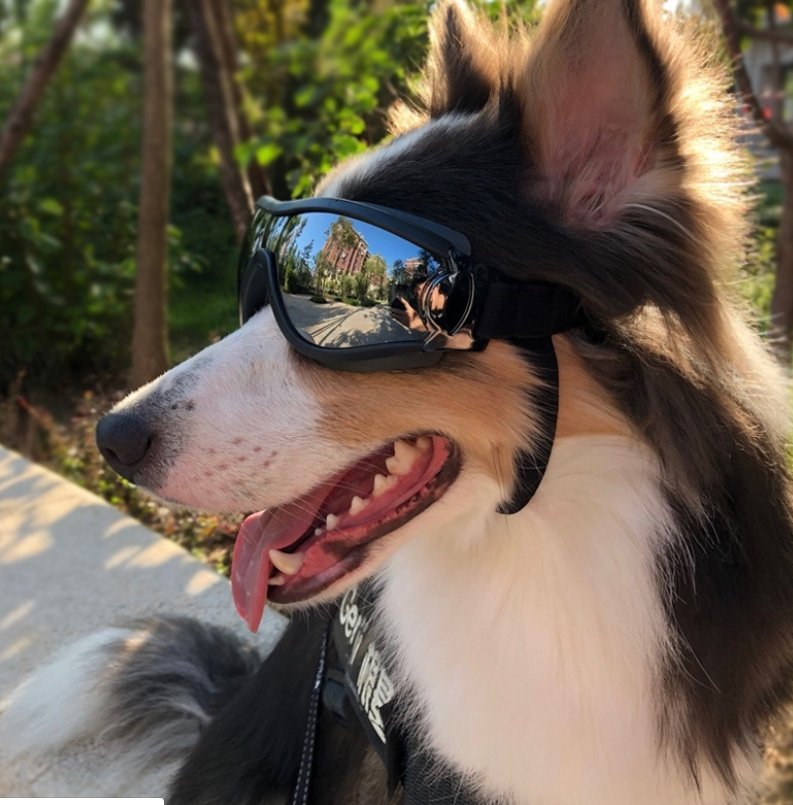 Óculos Tático para Cães Grandes – Proteção UV, Vento e Água