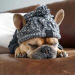 Gorro de Tricô com Pompom para Cães – Proteção no Frio
