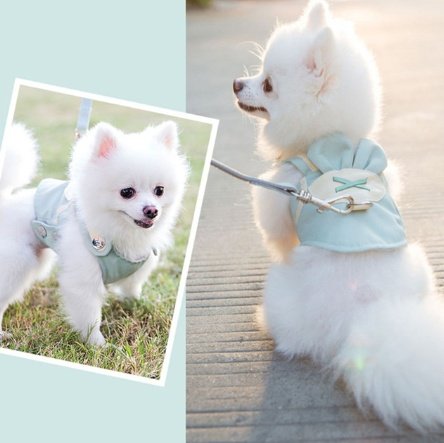 Kit Peitoral e Guia Colorido para Cães — Leve e Confortável