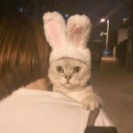 Chapéu de Coelho Aquecido para Festas e Cosplay Pet