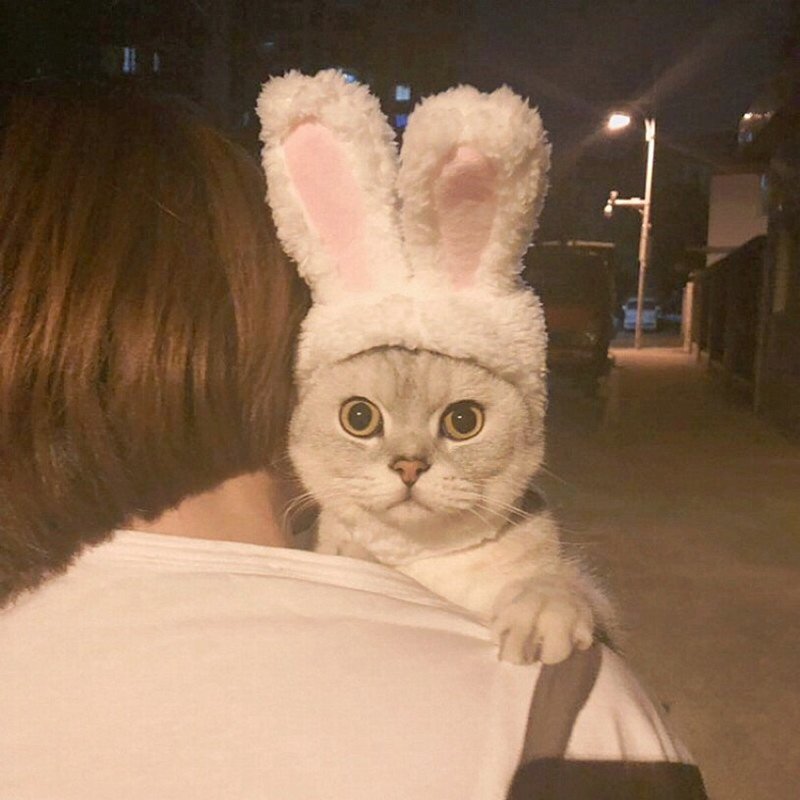 Chapéu de Coelho Aquecido para Festas e Cosplay Pet