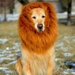 Peruca Juba de Leão para Cães Grandes – Fantasia Divertida para Fotos
