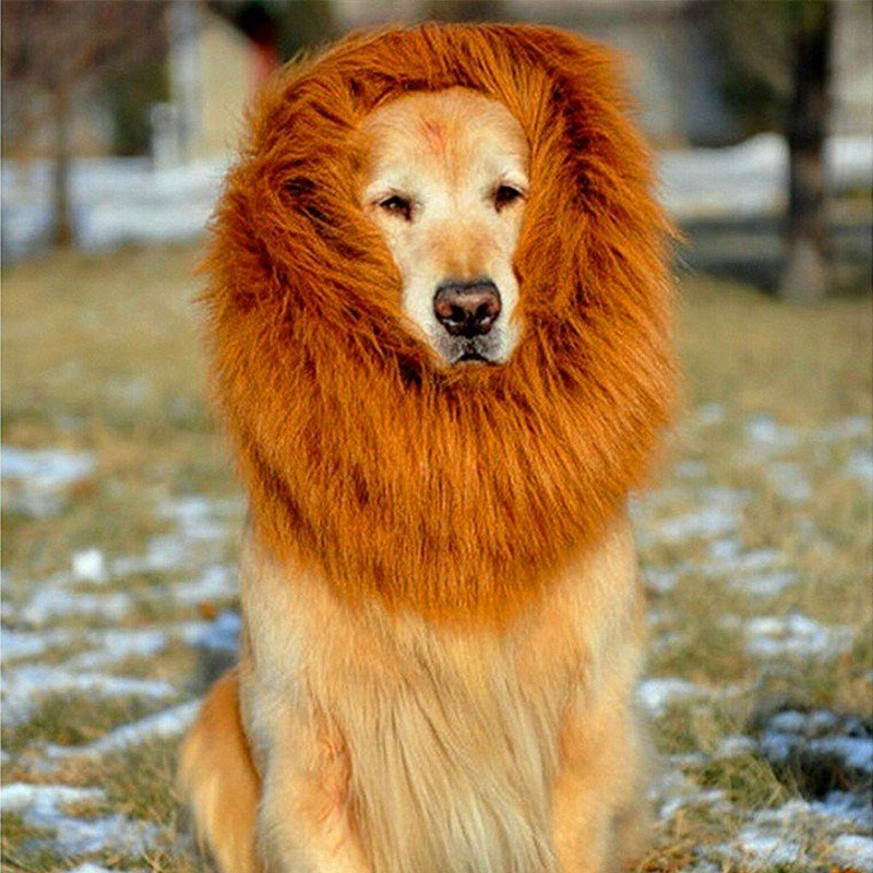 Peruca Juba de Leão para Cães Grandes – Fantasia Divertida para Fotos
