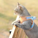 Coleira Peitoral Colete para Gato com Guia de Passeio — Estilo Britânico