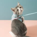 Peitoral Anti-Fuga para Gatos com Faixa Refletiva – Segurança Total no Passeio