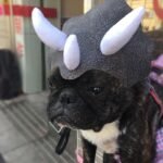 Chapéu de Dinossauro Tricerátopo para Cães e Gatos