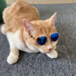 Óculos Redondos Estilosos para Gatos – Armação de Metal