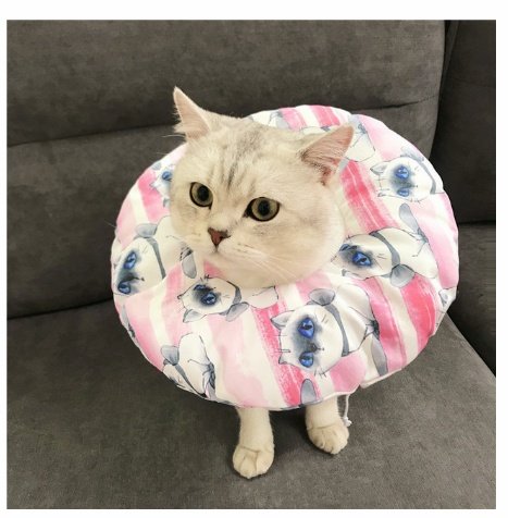Roupa de Proteção Anti-Lambida e Anti-Arranhão para Pets – Pós-Cirúrgico