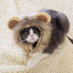 Capuz de Leão para Gatos — Transformação Divertida