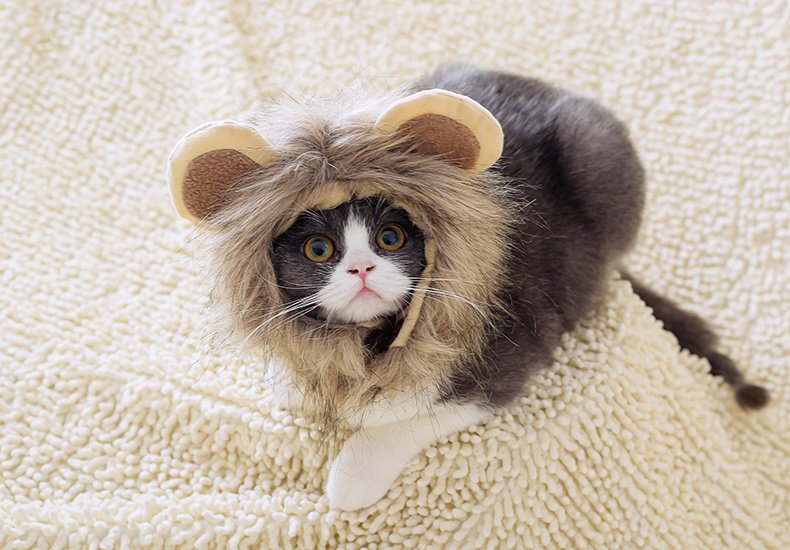 Capuz de Leão para Gatos — Transformação Divertida