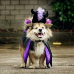 Fantasia Halloween Demônio com Capa e Chifre para Pets