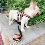 Peitoral Nylon Estampado Antifuga com Guia para Cães