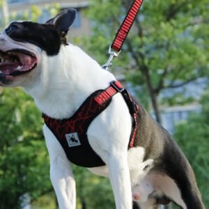 Peitoral Toracolombar para Cães — Tecido Voado com Neoprene
