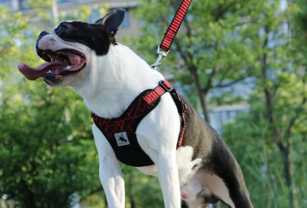 Peitoral Toracolombar para Cães — Tecido Voado com Neoprene