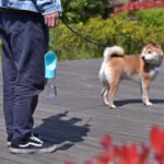 Garrafa Bebedouro de Passeio Portátil com Filtro de Carvão Ativo - Gatos e Cães