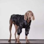Jaqueta de Couro Preta para Cães de Raças Grandes — Labrador e Golden