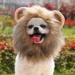 Peruca de Leão e Chapéus Festivos — Cosplay Completo para Pet
