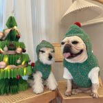 Colete com Capuz Natalino para Cães – Verde com Tema Noel