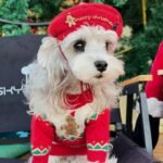 Suéter Natalino de Lã para Cães – Vermelho e Verde