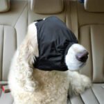 Máscara Calmante para Cães — Reduz Ansiedade e Estresse em Banhos e Viagens