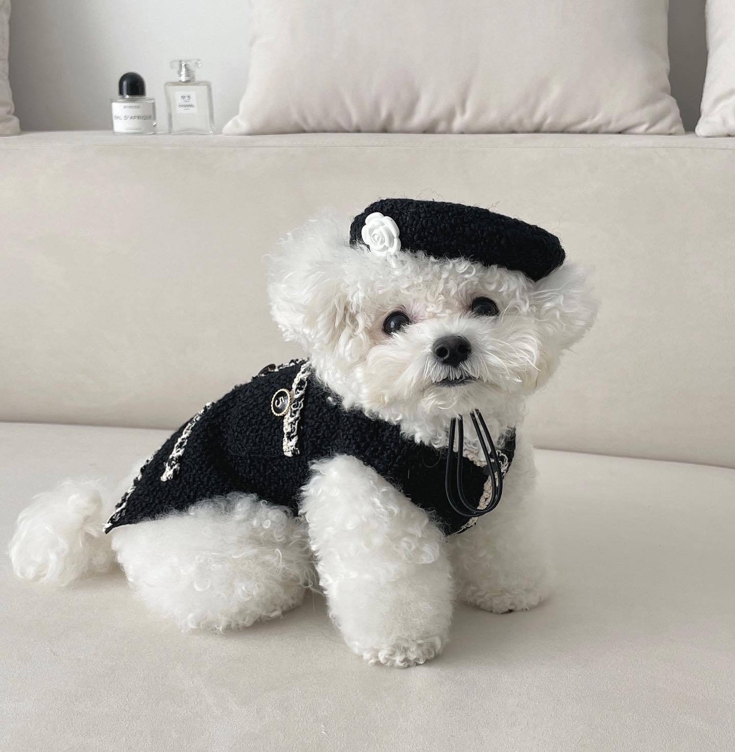 Gorro Tricotado Fashion para Cães e Gatos
