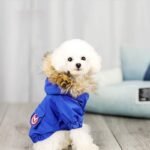 Roupa com Chapéu de Lã para Pets — Algodão e Poliéster Macio