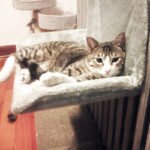 Ninho para Gatos com Armação de Aço — Dobrável e Super Portátil