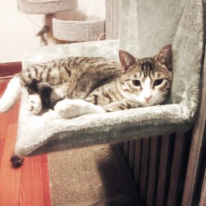 Ninho para Gatos com Armação de Aço — Dobrável e Super Portátil