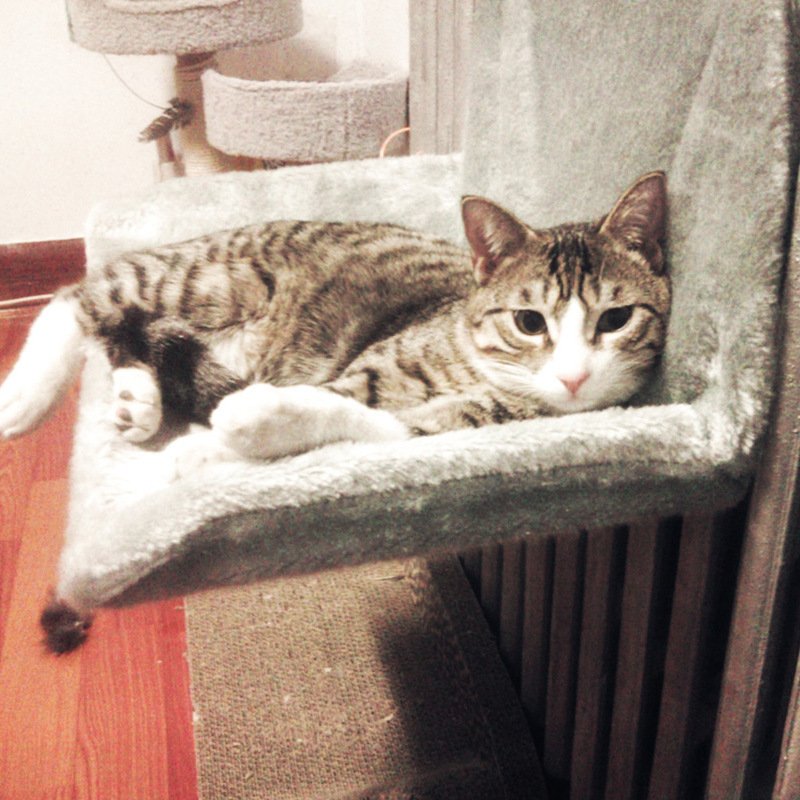 Ninho para Gatos com Armação de Aço — Dobrável e Super Portátil