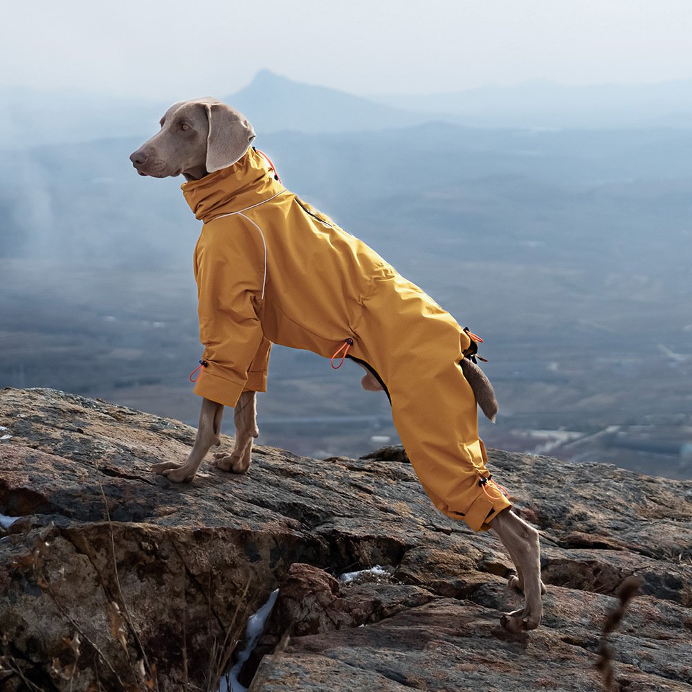 Jaqueta Shell com Gola Alta para Cães Grandes – À Prova de Vento