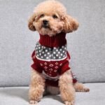 Suéter Gola Alta com Estampas Natalinas para Pets – Vários Estilos
