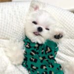 Suéter de Tricô Estampa Leopardo para Cães e Gatos – Verde e Amarelo