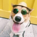 Óculos de Plástico para Fotos de Pets – Cães e Gatos
