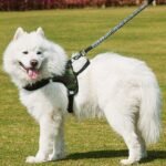 Peitoral com Guia Extensível para Cães – Versão Curta ou Longa