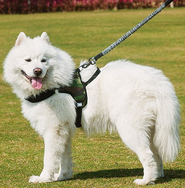 Peitoral com Guia Extensível para Cães – Versão Curta ou Longa