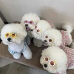 Óculos de Sol Cute para Cães e Gatos — Estilo Fotogênico