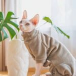 Roupa Quentinha para Gatos Hairless e Devon – Fleece Dupla Face