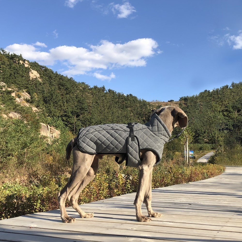 Jaqueta Tática Refletiva para Cães — Cobertura Total com Segurança