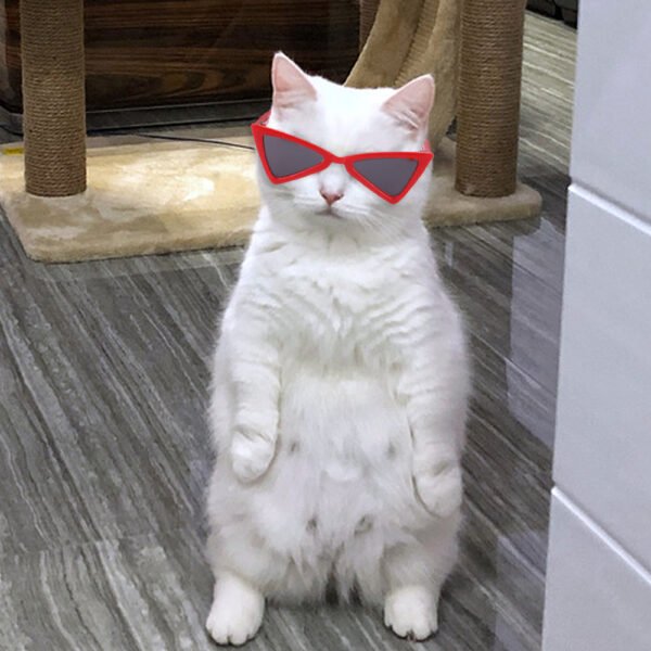 Óculos Coloridos Divertidos para Cães e Gatos – Foto e Fantasia