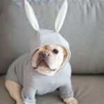 Suéter de Tricô com Orelhas de Coelho para Cães Pequenos
