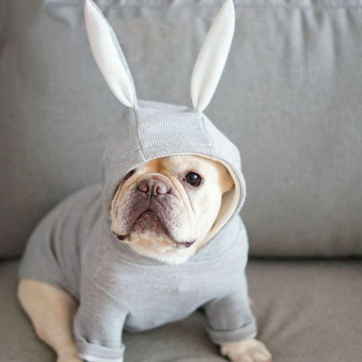 Suéter de Tricô com Orelhas de Coelho para Cães Pequenos