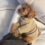 Suéter Casual Marrom para Bichon, Pomerânia, Teddy e Schnauzer