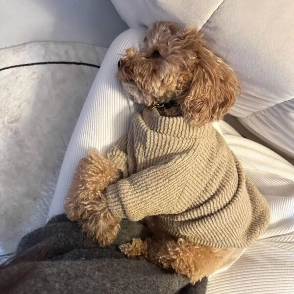 Suéter Casual Marrom para Bichon, Pomerânia, Teddy e Schnauzer