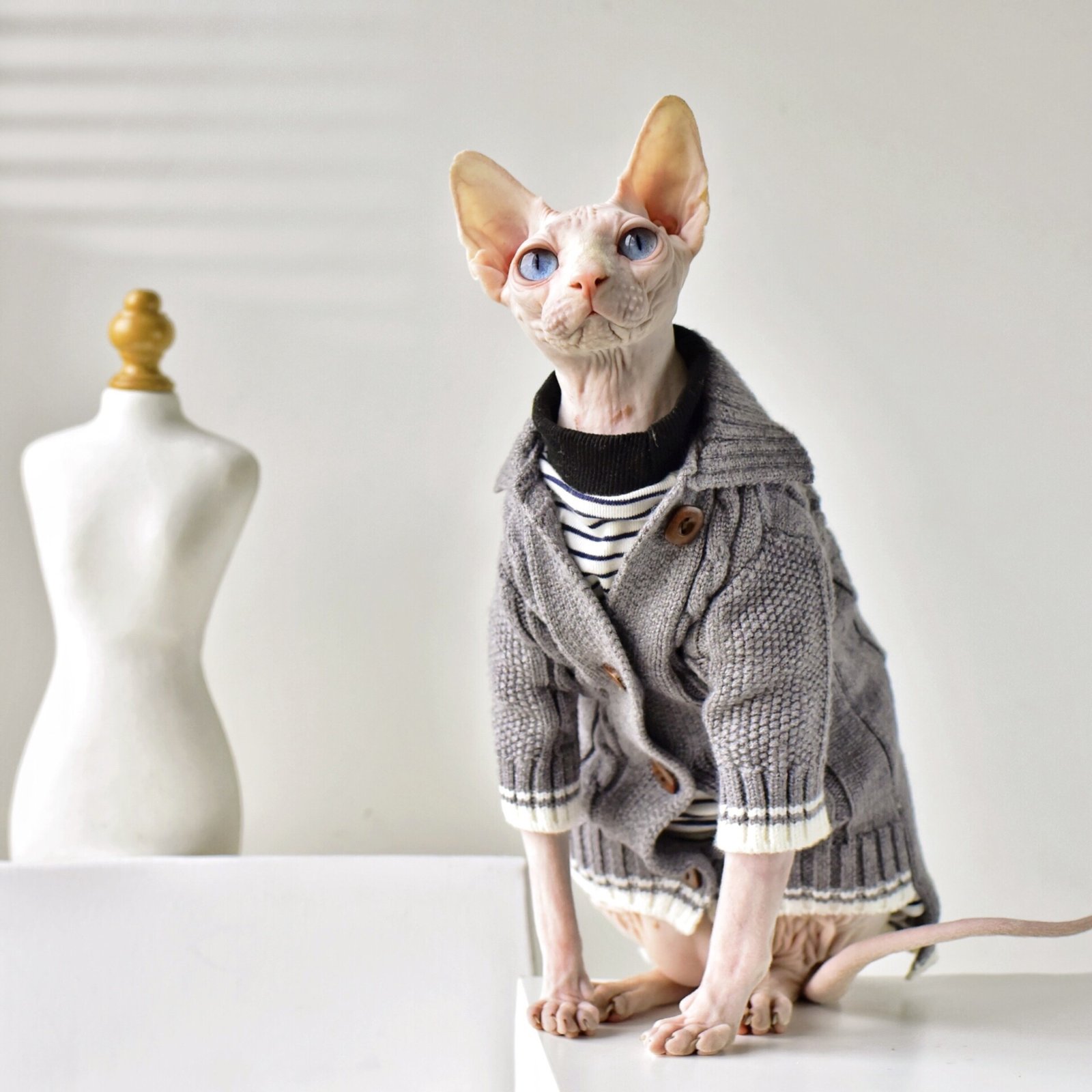 Cardigan para Todas as Estações – Gatos sem Pelo e Pelo Curto
