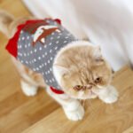 Suéter Tricot para Gatos British Shorthair — Qualidade Europeia