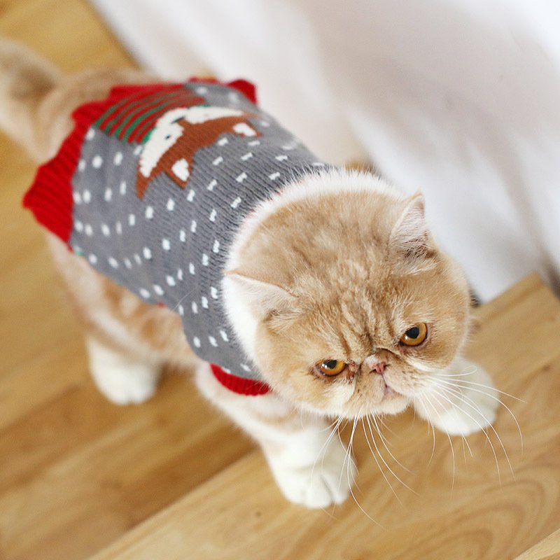 Suéter Tricot para Gatos British Shorthair — Qualidade Europeia