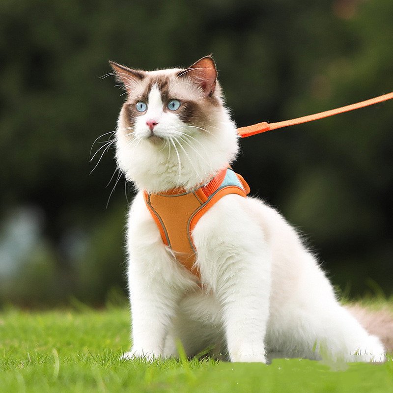 Peitoral Antifuga Reflexivo para Gatos com Guia